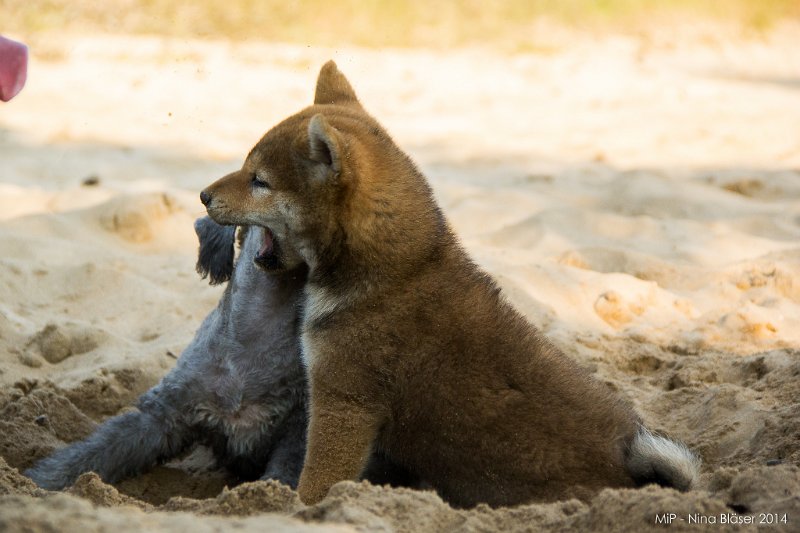 2014-07-17 Cherry & Friends-8334.jpg